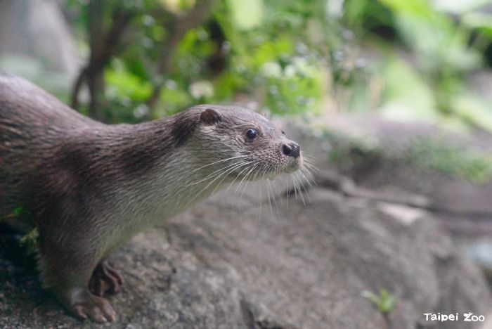 從水獺便便看見保育線索，臺北市立動物園揭開金門歐亞水獺的野外菜單